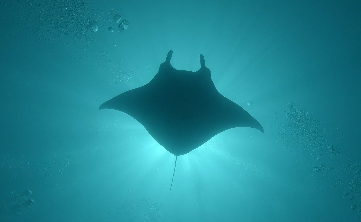 Manta